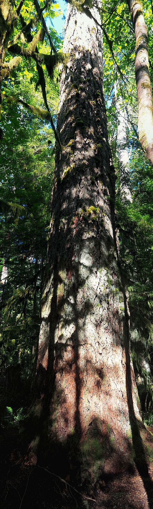 Tronc d'arbre centenaire recouvert de mousse sur le Big Tree Trail.