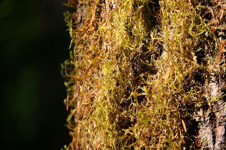 Mousse sur l'écorce d'un arbre dans le parc provincial de Cathedral Grove.