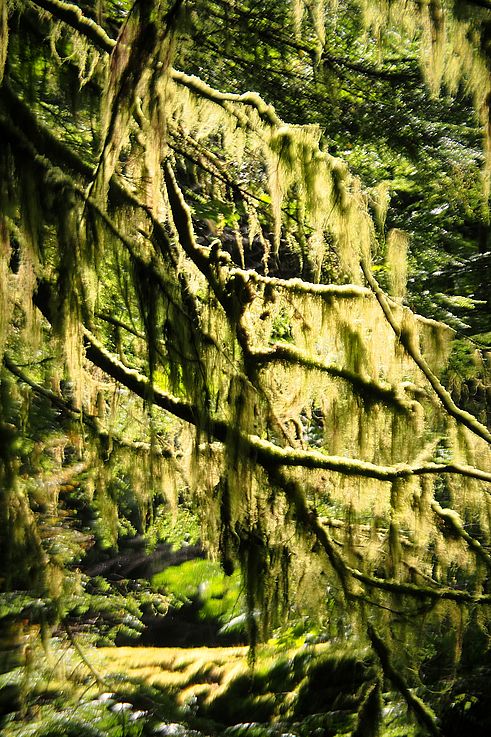Lichen barbe de vieillard sur les branches d'arbres du Big Tree Trail.