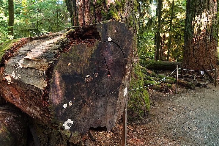 Tronc coupé de sapin de Douglas dans la forêt de Cathedral Grove.