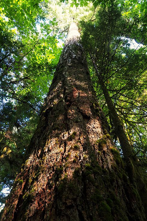 Tronc de Douglas géant dans le parc provincial de Cathedral Grove.