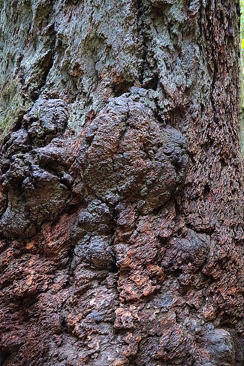 Écorce noueuse et broussin sur le sentier Living Forest.