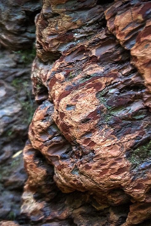 Texture de l'écorce d'un sapin de Douglas sur le sentier Living Forest Trail.