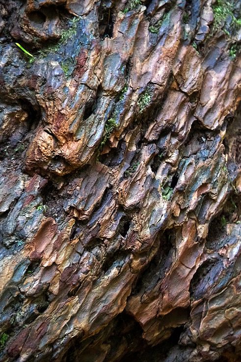 Texture d'écorce et mousse sur le sentier Living Forest Trail.