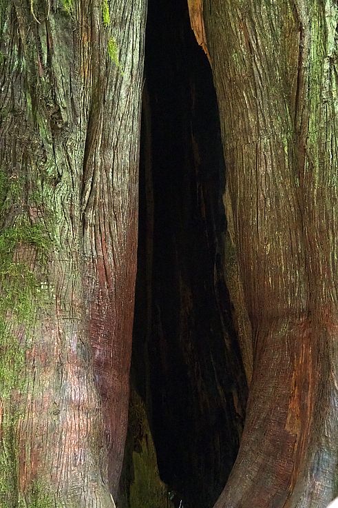 Écorce et cavité d'un douglas géant dans le parc provincial de Cathedral Grove.