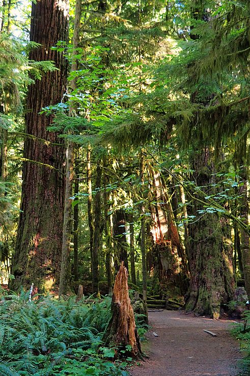 Sentier pédestre au sein de la forêt ancienne de Cathedral Grove, avec ses douglas taxifoliés.