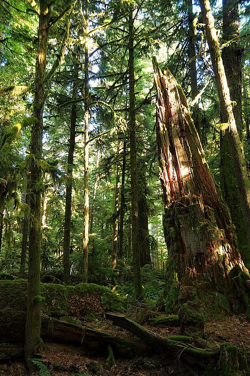 Tronc brisé de douglas géant recouvert de mousse dans le parc provincial de Cathedral Grove.