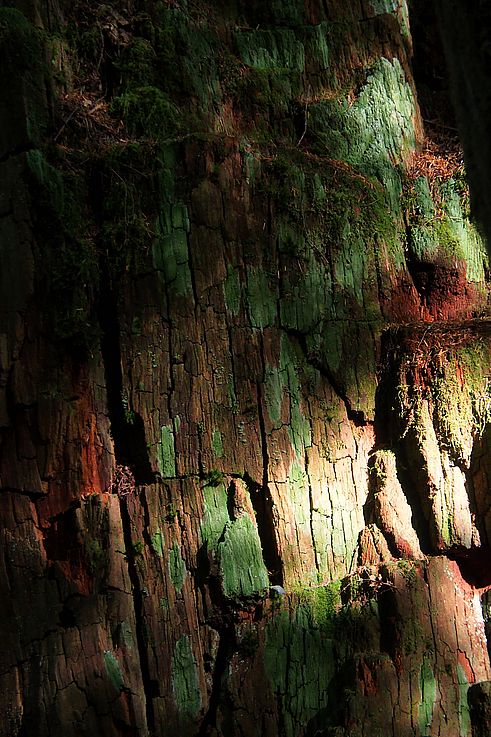 Écorce moussue et jeu de lumière sur un conifère centenaire du Big Tree Trail.