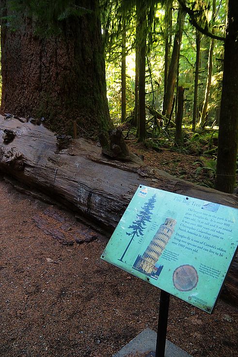 Panneau informatif sur le sapin de Douglas géant au sein du sentier Big Tree Trail dans le parc provincial de Cathedral Grove.