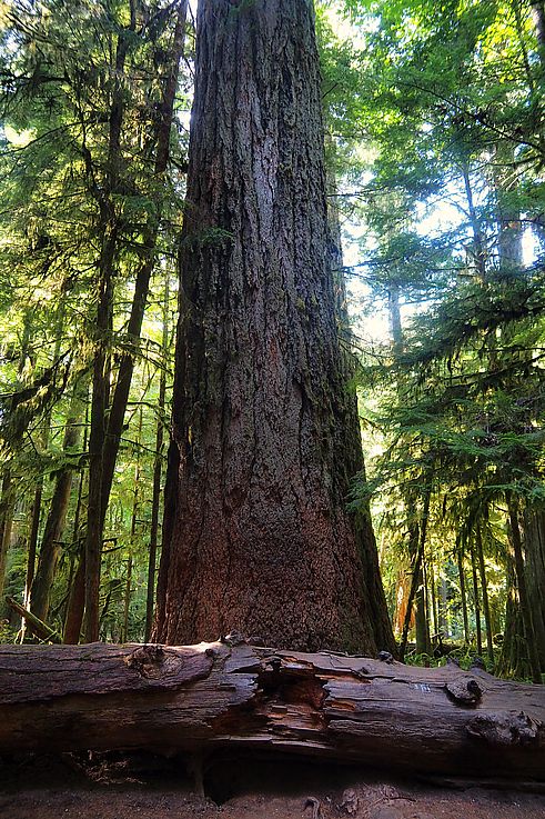 Vieux douglas géant sur le sentier Big Tree Trail dans la forêt pluviale.