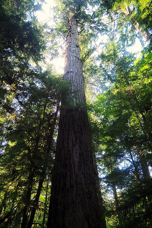 Douglas géant sur le Big Tree Trail, dans la forêt ancienne.