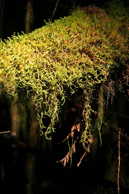 Mousse sur une branche d'arbre le long du sentier Big Tree Trail.