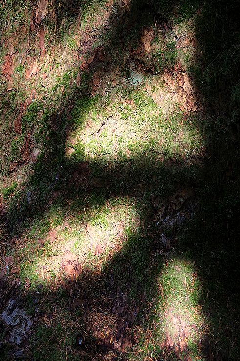 Écorce moussue dans la forêt de Cathedral Grove.