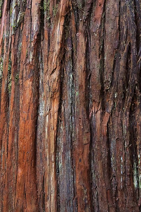 Texture d'écorce de cèdre rouge sur le Old Growth Trail.