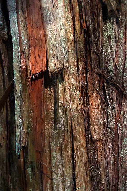 Texture d'écorce fibreuse et lichen sur un arbre centenaire du Old Growth Trail.