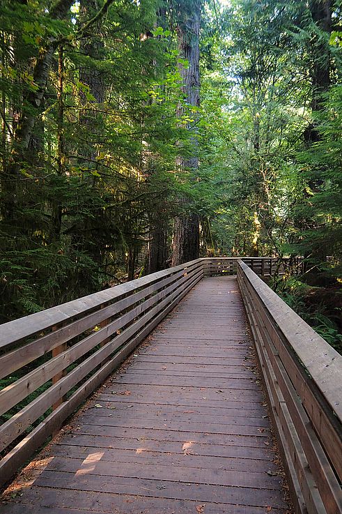 Passerelle en bois sur le sentier Old Growth Trail dans une forêt ancienne.