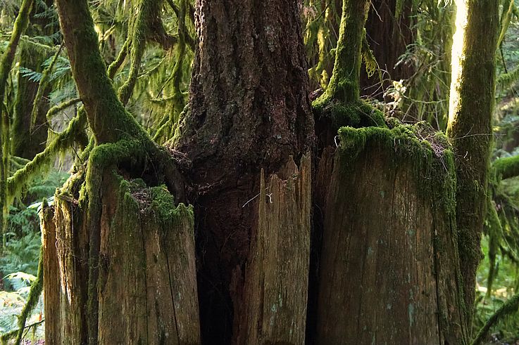Arbre sur souche recouverte de mousse dans la forêt pluviale du Old Growth Trail.