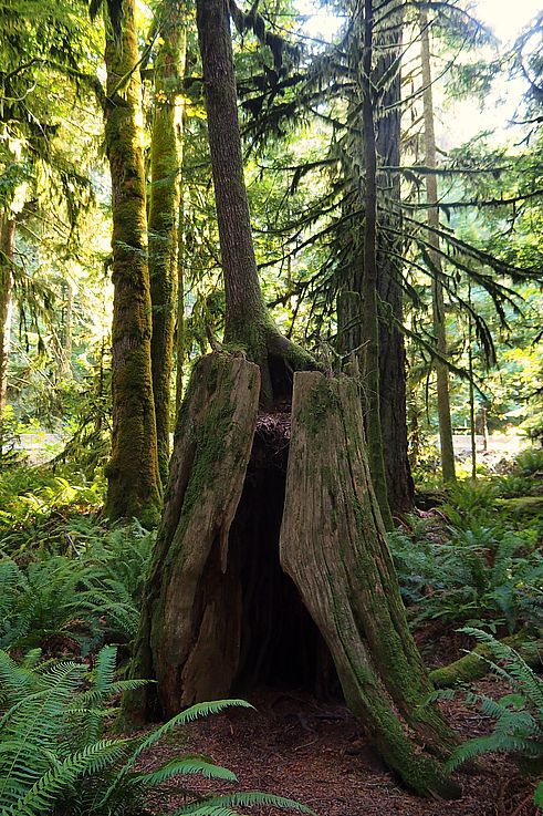 Arbre poussant sur une souche dans une forêt ancienne tapissée de mousse.