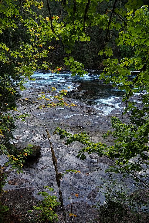 Rapides de la rivière Stamp dans la forêt d'automne.