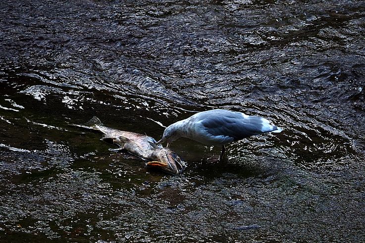 Goéland se nourrissant d'une carcasse de saumon aux chutes Stamp.