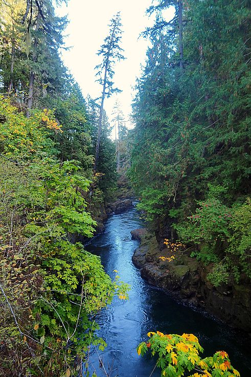 Rivière traversant le canyon de Stamp Falls au milieu de la forêt en automne.