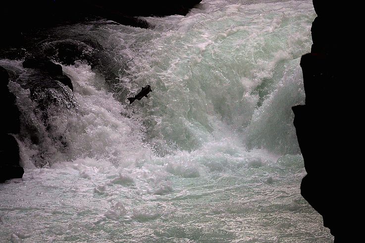 Saumon sautant aux chutes Stamp Falls.