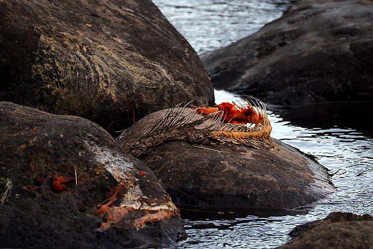 Squelette de saumon sur un rocher en bord de rivière.