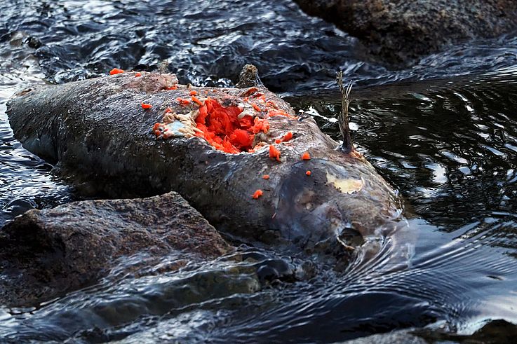 Carcasse de saumon dévoré lors de la remontée de la rivière.