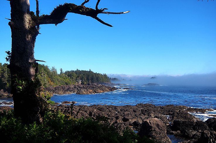 Rocas y niebla en el Wild Pacific Trail en Ucluelet.