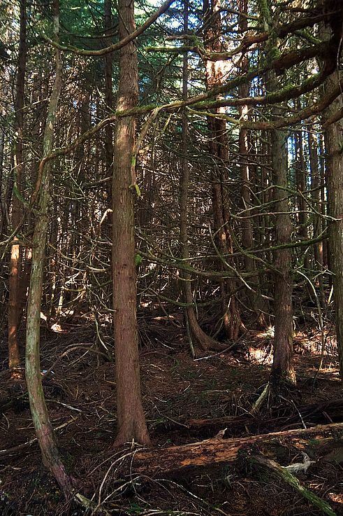 Sotobosque de la selva tropical a lo largo del Wild Pacific Trail.