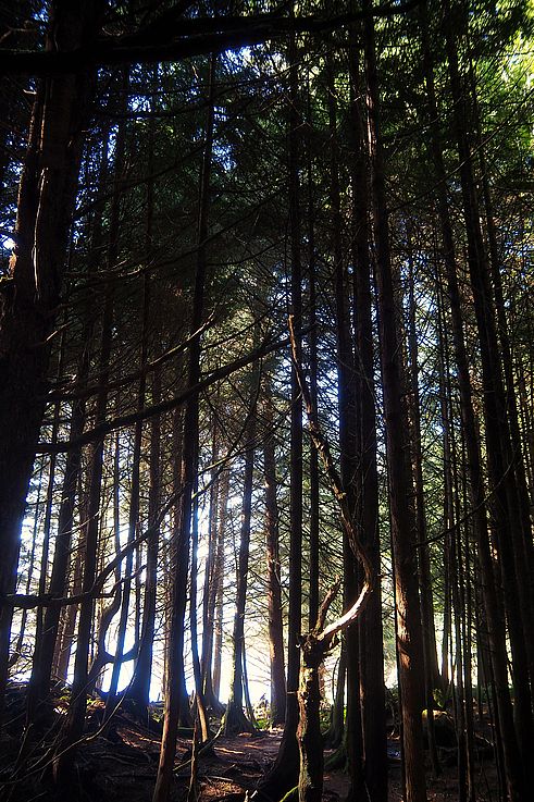 Bosque a contraluz en el Wild Pacific Trail en Ucluelet.