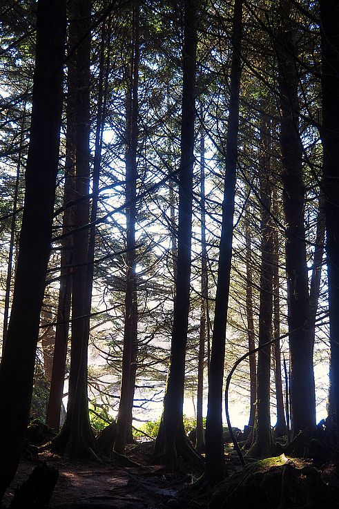 Bosque costero a contraluz en el Wild Pacific Trail en Ucluelet.