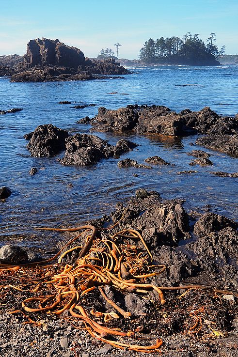 Algas en la costa rocosa del Wild Pacific Trail en Ucluelet.