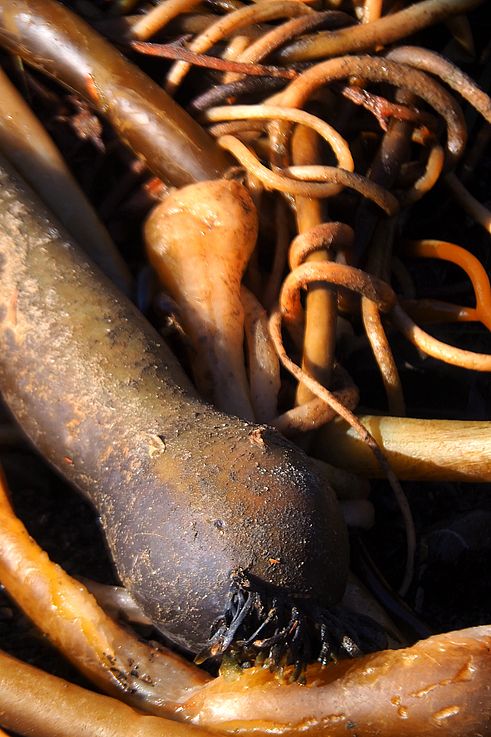 Detalle de algas bulbosas en el Wild Pacific Trail en Ucluelet.