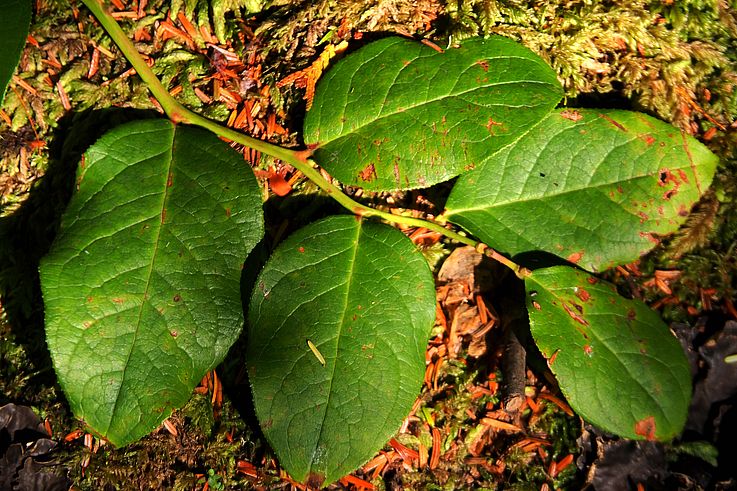 Hojas de arándano sobre una alfombra de musgo del Wild Pacific Trail, Ucluelet.