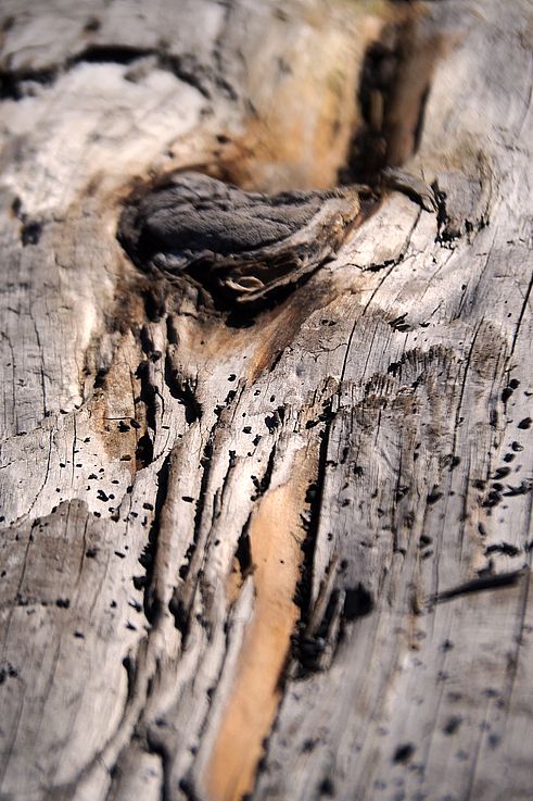 Textura de un nudo en un trozo de madera flotante, Wild Pacific Trail, Ucluelet.