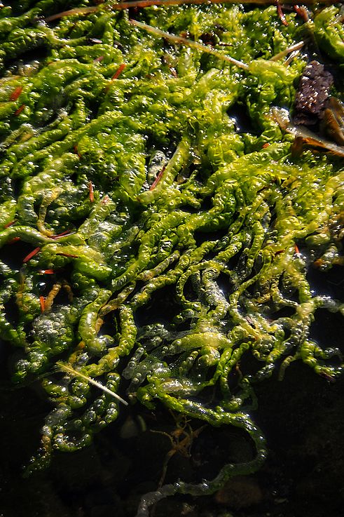 Algas verdes en el sendero Wild Pacific Trail en Ucluelet.