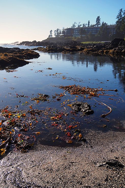 Poza de marea y algas en el Wild Pacific Trail en Ucluelet.