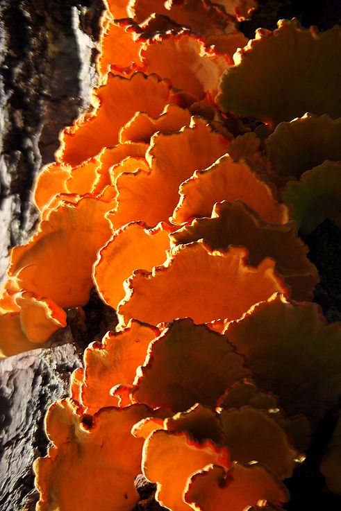 Especímenes de Laetiporus, o yesquero azufrado, en un tronco de árbol en Ucluelet.