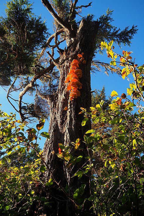 Yesqueros azufrados en un tronco de árbol en el sendero Artist Loops en Ucluelet.