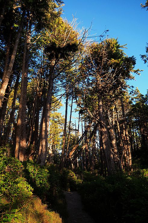 Luz del sol en el bosque en el sendero Wild Pacific Trail en Ucluelet.