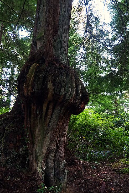 Viejo cedro con nudo en el sendero Ancient Cedars Loop en Ucluelet.
