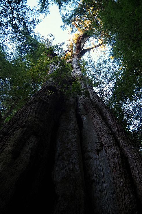 Tronco de un cedro milenario en el sendero Ancient Cedars Loop en Ucluelet.