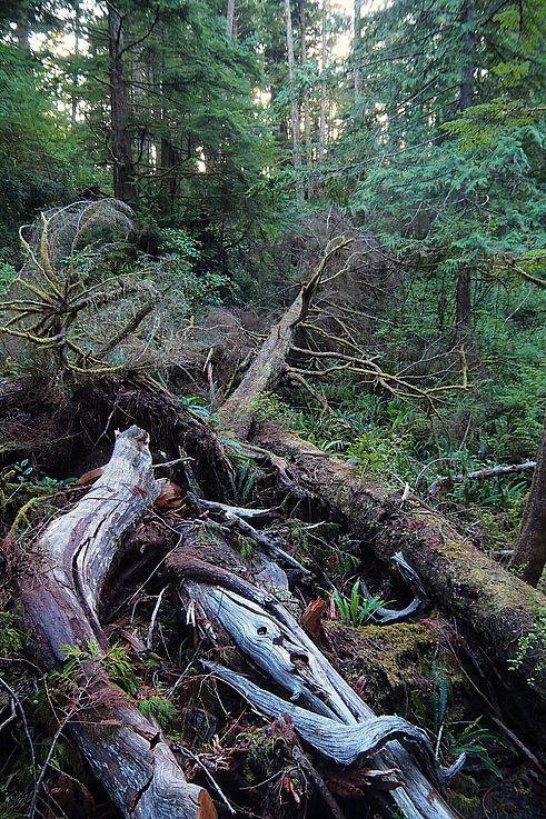 Madera muerta en el bosque pluvial de cedros milenarios en Ucluelet.