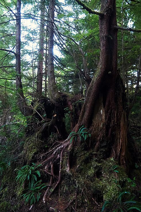 Raíces y musgo en un cedro en el sendero Ancient Cedars Loop en Ucluelet.
