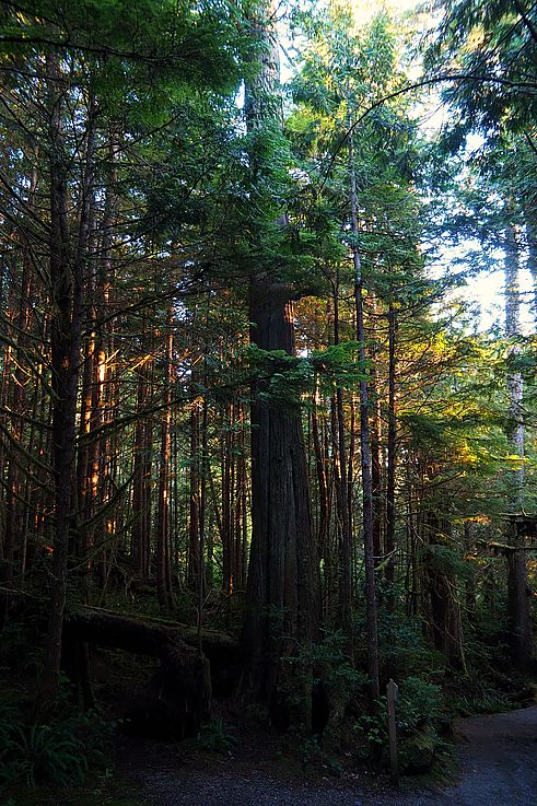 Sendero en el bosque pluvial Ancient Cedars Loop, Ucluelet.