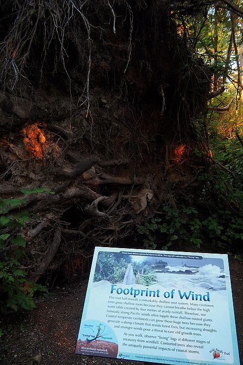 Panel explicativo del sitio Footprint of Wind en el Wild Pacific Trail en Ucluelet.