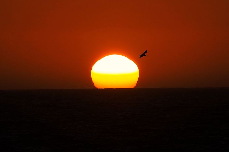 Silueta de un ave al atardecer sobre el océano Pacífico en Ucluelet.