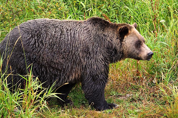 Canada 2025