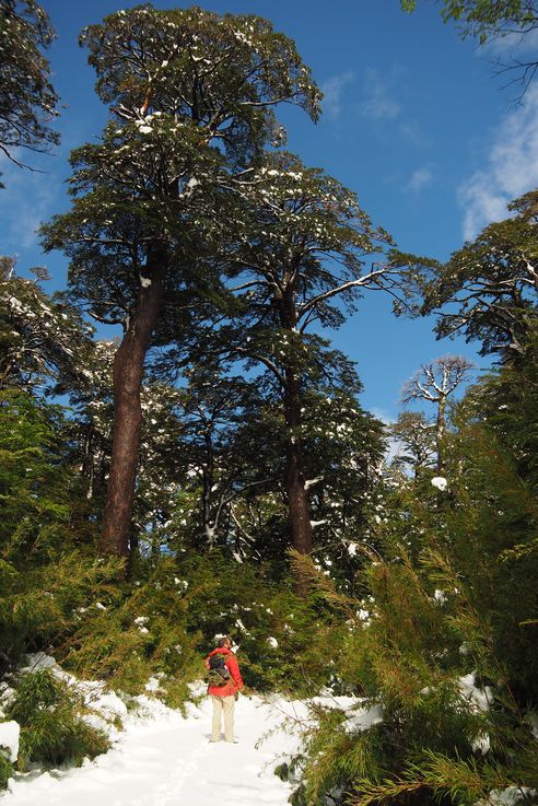 Las cuevas volcánicas de Villarrica